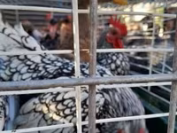 Chickens — sawirka 1