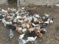 Chickens — foto 5