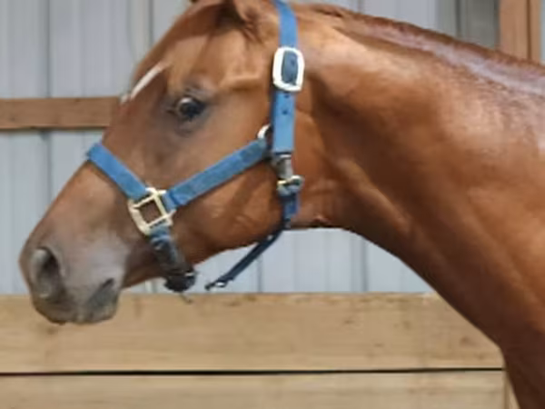 Cheval, Quarter Horse
