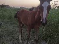 مادیان, Akhal-Teke — عکس 1