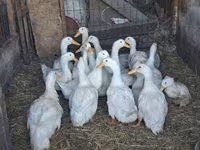 Ducks — புகைப்படம் 1