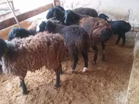 Widder, Jaidara sheep — Foto 3