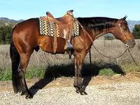Horse (M), Quarter Horse — photo 1