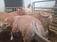 Lembu jantan, Blonde d’Aquitane cattle — foto 5