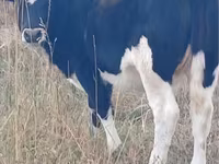 ላም, Russian Black pied cattle — ፎቶ 3
