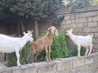 Ri’ lab, Goats — sawirka 3