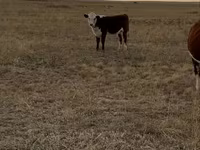 Vacă, Vaca kazahă cu cap alb — foto 7