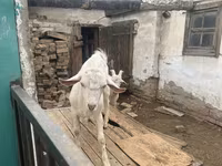 Buk, Saanen goat — foto 5