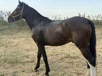 Cavalo, Orlov Trotter — foto 4