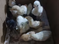 Chickens — foto 2