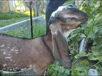 Koza, Beetal goats — zdjęcie 3