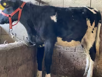 Kuh, Russian Black pied cattle — Foto 1