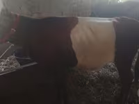 Cow, Cattle — photo 3