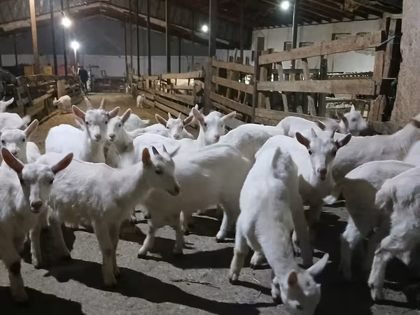 Goat, Saanen goat