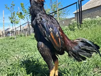 Chickens — புகைப்படம் 5
