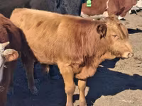 Taureau, Aberdeen-Angus — photo 4
