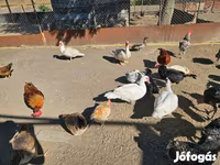 rață domestică Muscovy — foto 2