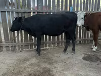 Krava, Simmental cattle — foto 2