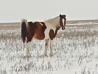 Kuda betina, Horses — foto 1
