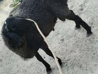 قوچ, Hissar sheep — عکس 2