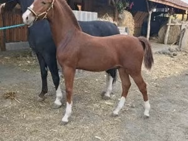 Kůň, Dutch warmblood horse