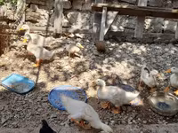 Ducks — zdjęcie 5