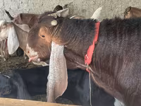 بز نر, Kamori goats — عکس 2