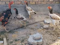Ayam Cemani — picha 5