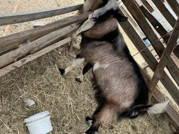 Goat, Alpine goat