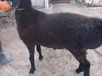 مینڈھا, Tian-Shan semifinewool sheep — تصویر 4