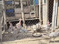 Turkeys — φωτογραφία 4