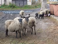 Får, Romanov sheep — foto 6