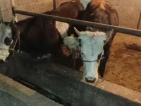 วัวตัวผู้, Simmental cattle — รูปภาพ 5