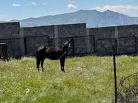 Mare, Horses — photo 2