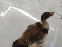 Ducks — foto 3