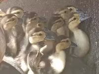Ducks — φωτογραφία 2