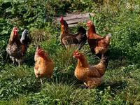 Chickens — 2. fotó