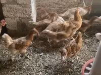 لوهمن براون — عکس 2