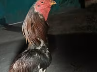 Chickens — foto 3
