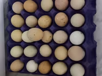Australorp — zdjęcie 2
