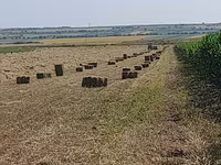 Lucernă buna — புகைப்படம் 4