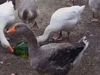 Angsa Denmark Kelabu dan Kelabu Bercorak — foto 2