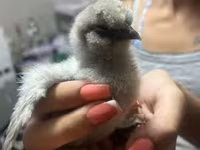 Silkie — foto 2