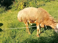 Montone, Arashan sheep — foto 3