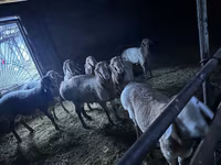 Koç, Arashan sheep — foto 3