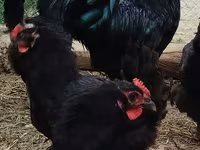 Australorp — zdjęcie 3