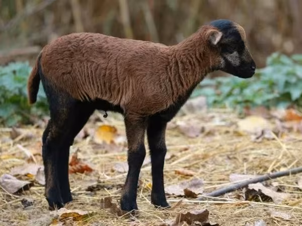 Sheep, Cameroon sheep — Hungary