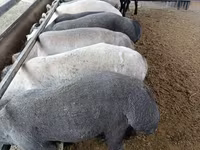 Kambing jantan, Sheep — foto 2