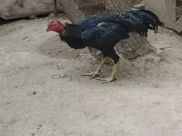 Chickens — عکس 3