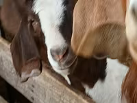 Ziegenbock, Boer goat — Foto 1
